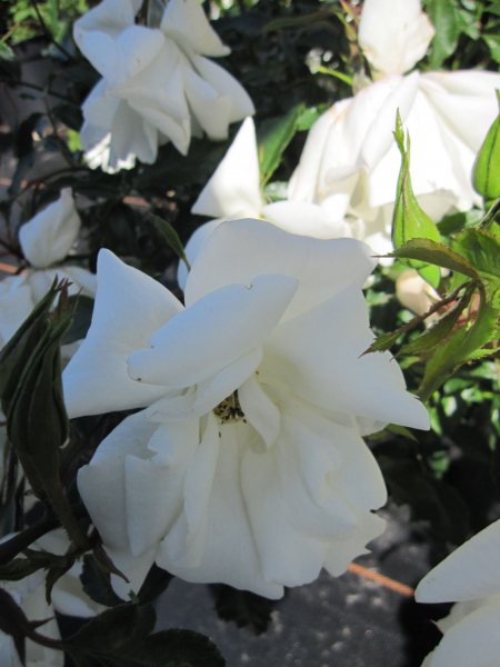 Strauchrose White Haze2